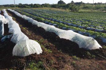 Спанбонд 40 г/м2, 1,6 х 500 м (черный)